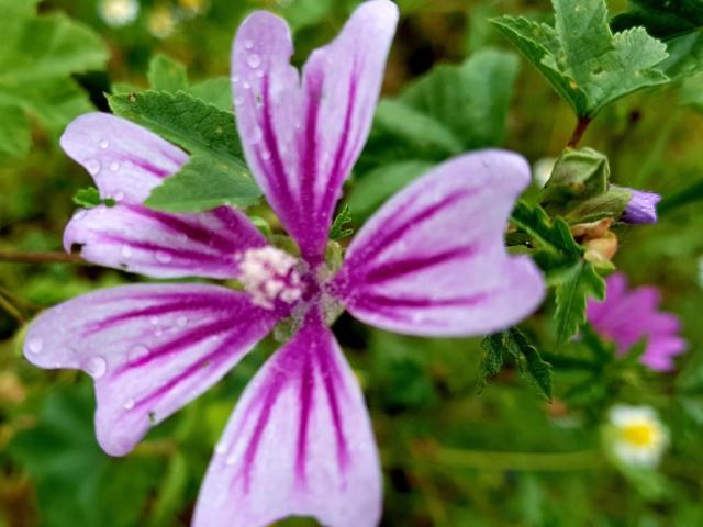 Image d'une mauve