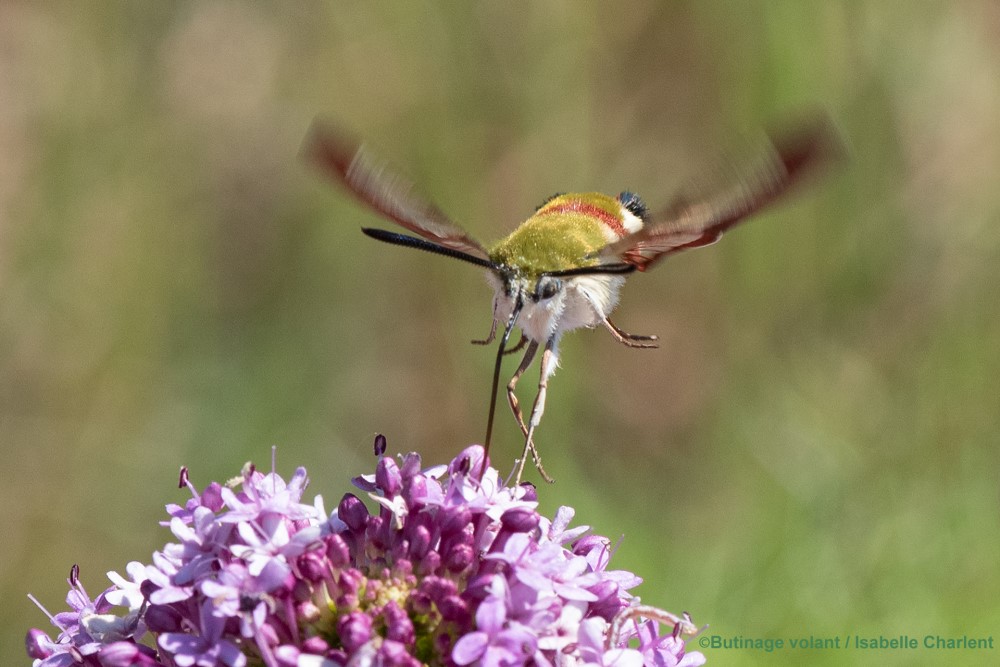 un insecte butine