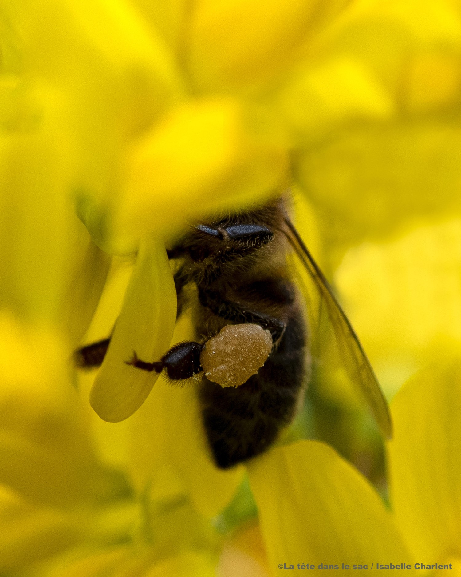 une abeille dans une fleur jaune